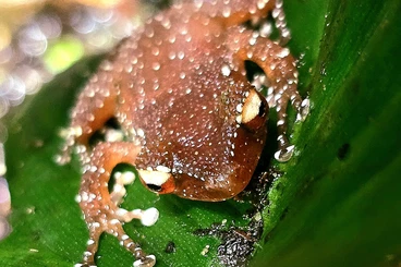 Frösche  kaufen und verkaufen Foto: Looking for 0.1 Nyctixalus pictus