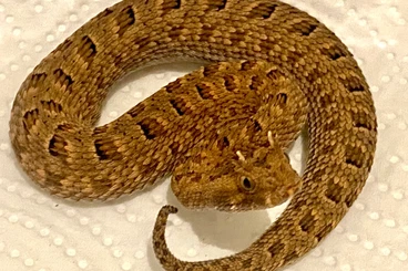 Giftschlangen kaufen und verkaufen Foto: BITIS for Hamm and Pilzen