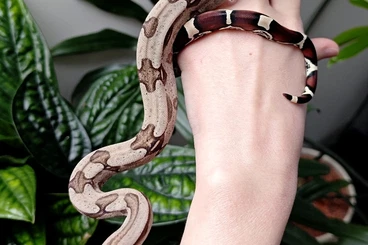 Boas kaufen und verkaufen Photo: 1.1 CB25 Boa constrictor constrictor Suriname
