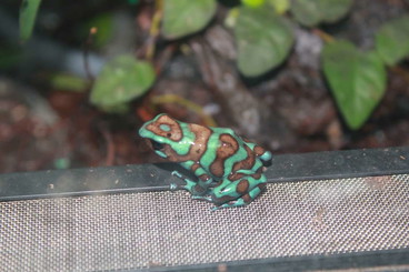Pfeilgiftfrösche kaufen und verkaufen Foto: Dendrobates auratus grün-bronze