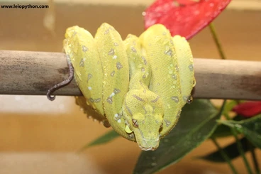 Pythons kaufen und verkaufen Photo: Baumpython zum abgeben...