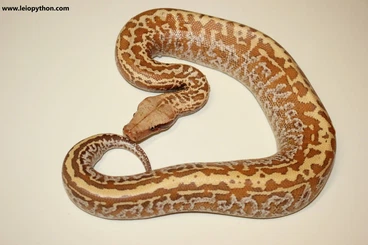 Pythons kaufen und verkaufen Photo: Blutpythons, Weisslippenpythons, Baumpythons