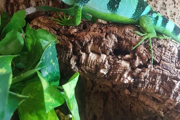 andere Echsen kaufen und verkaufen Foto: Fidschi -Leguan (Brachylophus fasciatus)