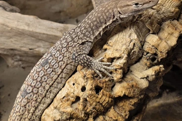 Monitor lizards kaufen und verkaufen Photo: Zuchtpaar varanus tristis