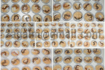 Echsen  kaufen und verkaufen Foto: Leopard geckos wholesale color mix