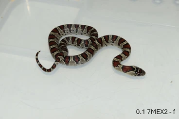 Snakes kaufen und verkaufen Photo: Lampropeltis mex. mexicana