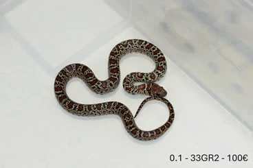 Snakes kaufen und verkaufen Photo: L. m. mexicana  "Granite"