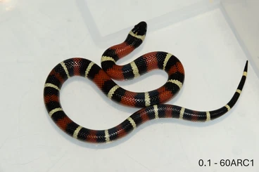 Snakes kaufen und verkaufen Photo: L. arcifera "Lake Chapala locality"