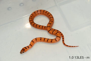 Snakes kaufen und verkaufen Photo: Lampropeltis leonis mix of colors