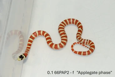 Schlangen kaufen und verkaufen Foto: L. pyromelana Applegate phase and hets.