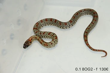 Schlangen kaufen und verkaufen Foto: L. mexicana "Orange Granite line"