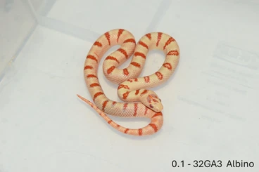 Schlangen kaufen und verkaufen Foto: L. m. greeri Albino and het. Albino