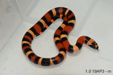 Schlangen kaufen und verkaufen Foto: L. t. campbelli "Apricot"