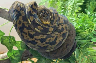 Snakes kaufen und verkaufen Photo: Malayopython Timoriensis and Leiopython meridionalis