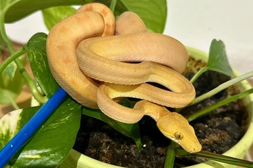 Boas kaufen und verkaufen Photo: Corallus hortulanus for Hamm