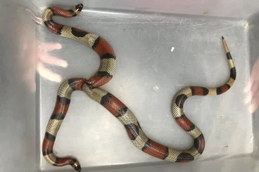 Nattern ungiftige  kaufen und verkaufen Foto: Very rare bicephal lampropeltis