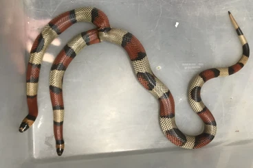 Nattern ungiftige  kaufen und verkaufen Foto: 2 heads Lampropeltis stuarti