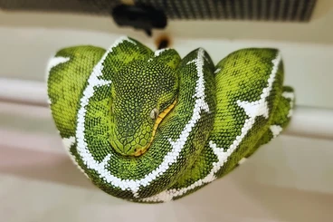 Boas kaufen und verkaufen Photo: Corallus Batesii for HAMM in March
