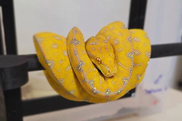 Pythons kaufen und verkaufen Photo: Morelia Viridis for HAMM in September