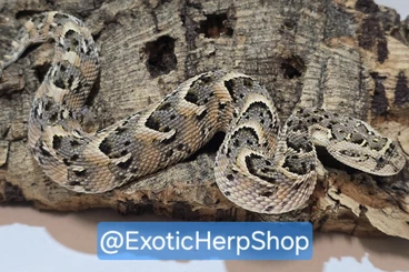 Snakes kaufen und verkaufen Photo: Available animals for hamm