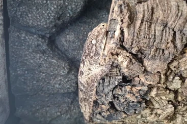 Geckos kaufen und verkaufen Foto: Rhacodactylus leachianus - Neukaledonischer Riesengecko