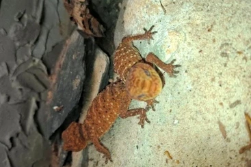 Geckos kaufen und verkaufen Foto: Nephrurus amyae NZ 5/25........