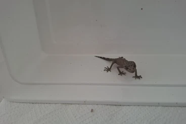 Geckos kaufen und verkaufen Foto: Phyllurus caudiannulatus.....Australischer Ringelschwanzgecko