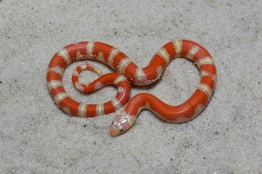 Snakes kaufen und verkaufen Photo: ALBINO ABERRANT, ABERRANT hetero albino Lampr. ruthveni CB 8/2025
