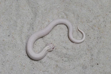 Snakes kaufen und verkaufen Photo: SNOW SUPERCONDA, SNOW CONDA, AX. SUPERCONDA het. Alb and more..