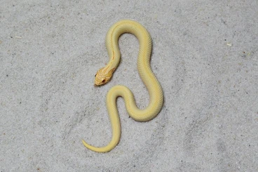 Snakes kaufen und verkaufen Photo: ALBINO SUPERCONDA, ALBINO CONDA YELLOW LINE!! CB 7/25