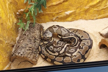 Königspythons kaufen und verkaufen Foto: 2,0 Python regius inkl. Terrarium wg. Hobbyaufgabe