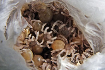 Spiders and Scorpions kaufen und verkaufen Photo: SpidersForge Terraplaza 07.12/Hamm 13.12 Preorders -15%