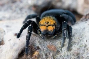 Spinnen und Skorpione kaufen und verkaufen Foto: SpidersForge preorders-15% or shiping