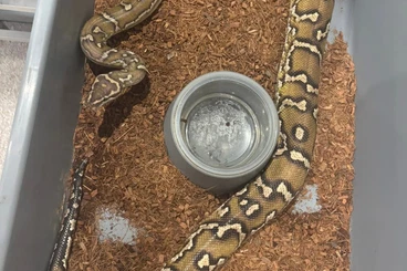 Pythons kaufen und verkaufen Photo: Angola Python adults Hamm december