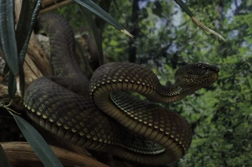 Venomous snakes kaufen und verkaufen Photo: Psrias flavomaculatus, Trimeresurus purpureomaculatus