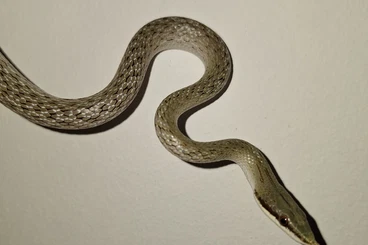 Colubrids kaufen und verkaufen Photo: Gonyosoma boulengeri female