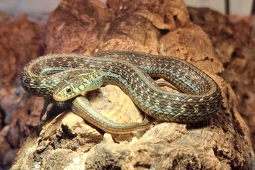 Colubrids kaufen und verkaufen Photo: Thamnophis eques obscurus and scotti