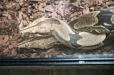 Boas kaufen und verkaufen Foto: Stöckl Line Iquitos Peruvian Boa Babies