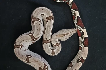 Boas kaufen und verkaufen Photo: 5.4 Stöckl Line Peruvian Boas - HAMM - Updated Pictures