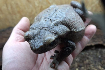 frogs kaufen und verkaufen Photo: Raebo guttatus, Tropfenkröten