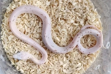 Snakes kaufen und verkaufen Photo: SCALELESS PALMETTO & MORE