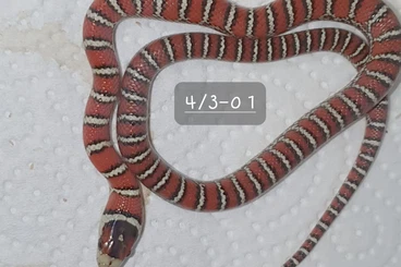 Schlangen kaufen und verkaufen Foto: Lampropeltis knoblochi  und Lampropeltis  Leonis NZ24-25