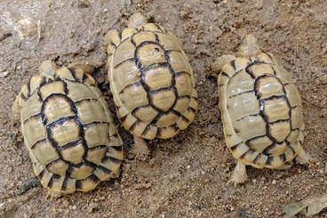 Turtles and Tortoises kaufen und verkaufen Photo: 3.0 Testudo kleinmanni CB 23'