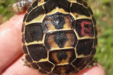Turtles and Tortoises kaufen und verkaufen Photo: 0.0.120 Testudo hermanni hermanni CB 25'