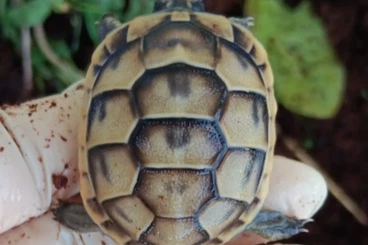 Turtles and Tortoises kaufen und verkaufen Photo: 0.0.10 Testudo graeca anamurensis CB 25'