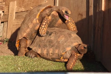 Tortoises kaufen und verkaufen Photo: Looking male chelonoidis denticulata