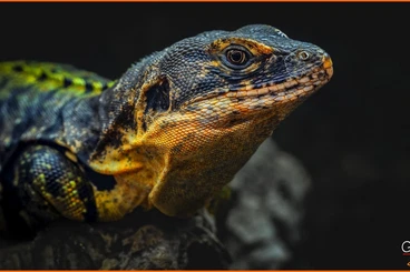 Echsen  kaufen und verkaufen Foto: Males and females Ctenosaura flavidorsalis