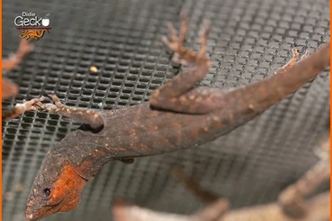 Echsen  kaufen und verkaufen Foto: For Hamm march 14 or houten show april 5: