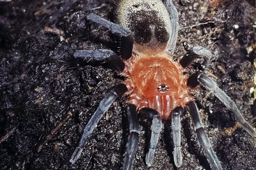 Spinnen und Skorpione kaufen und verkaufen Foto: 26.17.1 Bumba cf. Tapajos