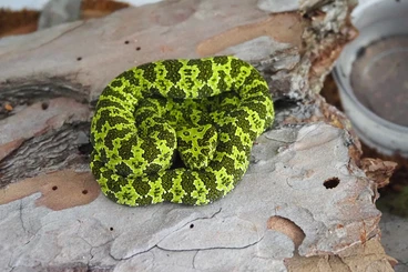 Giftschlangen kaufen und verkaufen Foto: 1.1 Protobothrops mangshanensis cb25